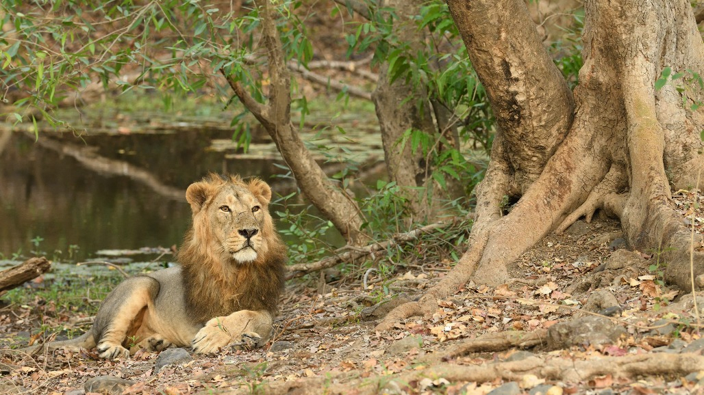 Gir Jungle Safari May Reopen On October 3, 13 Days Ahead Of Scheduled Date