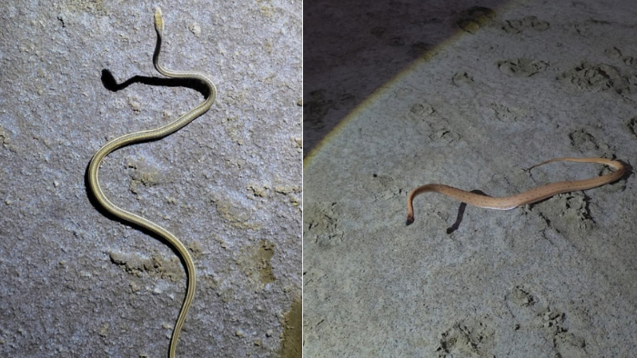 Rare Sand Snake Spotted In Kutch After 150 Years, Forest Patrol Captures First Confirmed Sighting