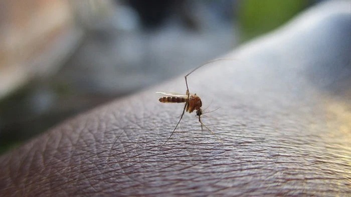 AMC Chief Orders One-Week Seal on Construction Sites as Ahmedabad Combats Mosquito Outbreak