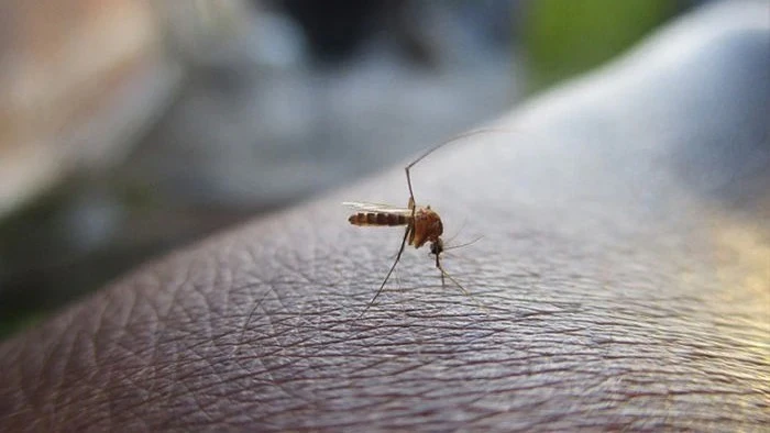 AMC Chief Orders One-Week Seal on Construction Sites as Ahmedabad Combats Mosquito Outbreak