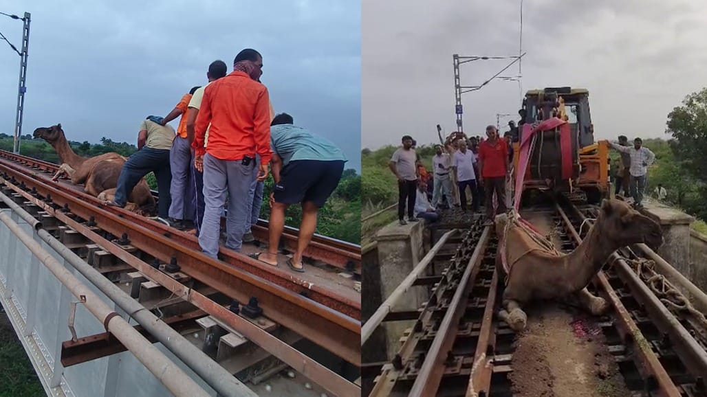 ટ્રેક પર ઊંટ મળતાં લોકોપાઇલટે ઇમરજન્સી બ્રેક મારી