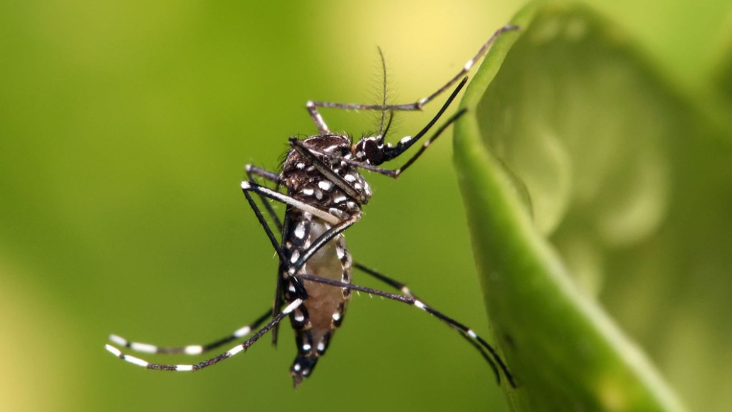 Dengue Outbreak Sweeps Ahmedabad: AMC Penalises CEPT University, 221 Others Over Mosquito Breeding
