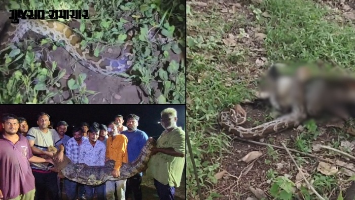 VIDEO: દેવભૂમિ દ્વારકાના ભાણવડમાં એક જ રાત્રે 2 મગર-અજગર અને ખંભાળિયામાં 10 ફૂટના અજગરનું સફળ રેસ્ક્યૂ