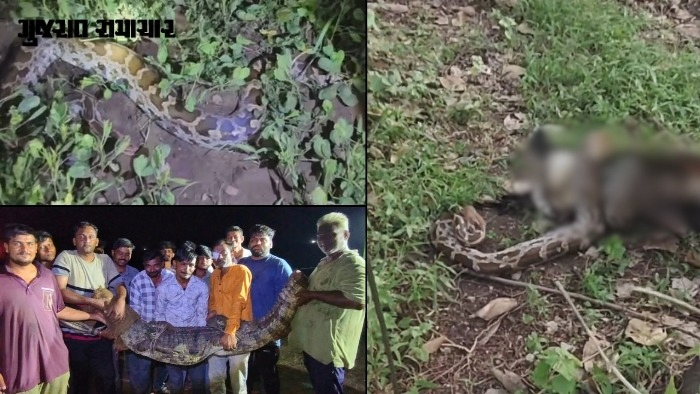 VIDEO: દેવભૂમિ દ્વારકાના ભાણવડમાં એક જ રાત્રે 2 મગર-અજગર અને ખંભાળિયામાં 10 ફૂટના અજગરનું સફળ રેસ્ક્યૂ