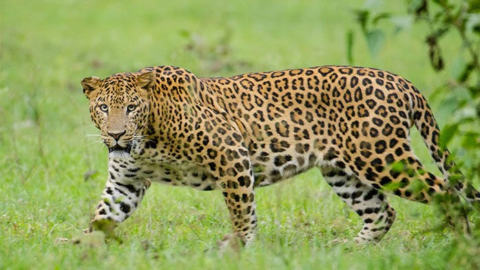Leopard Attacks In Saurashtra: 600 People Attacked In 5 Years, Around 150 Killed