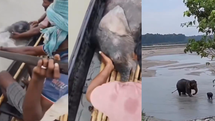 Fishermen Rescue Newborn Elephant Calf Swept Away by Teesta River in West Bengal