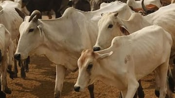 Narol House Used As Illegal Slaughterhouse, 110 Kg Meat Seized; Two Held