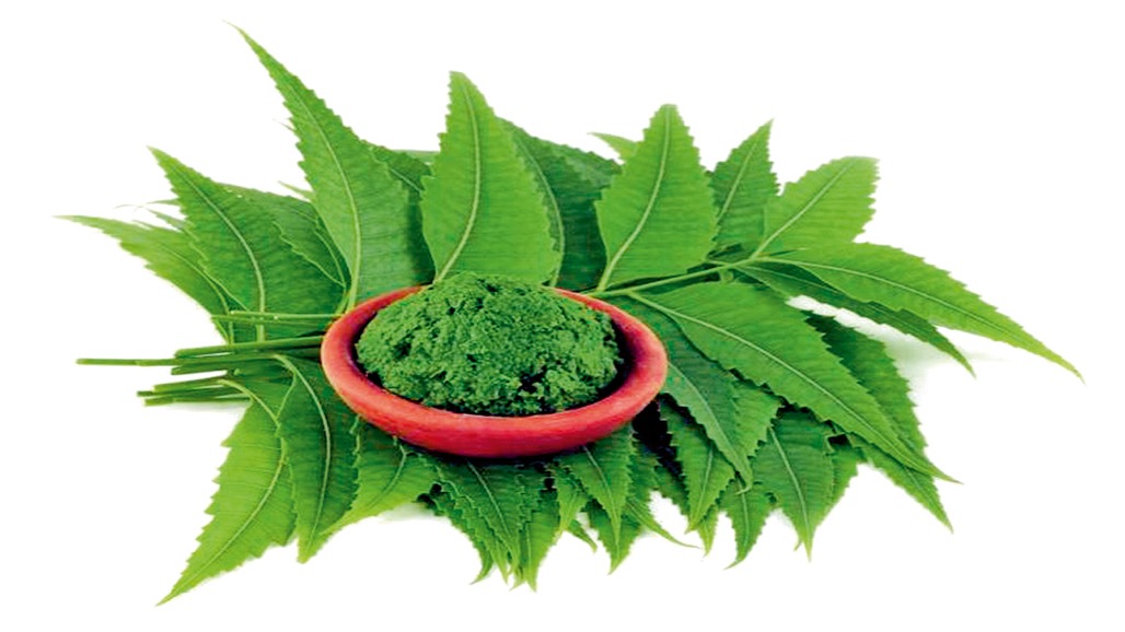 ડાયાબિટીસ ઉપયોગી ઉત્તમ ઔષધિઓ