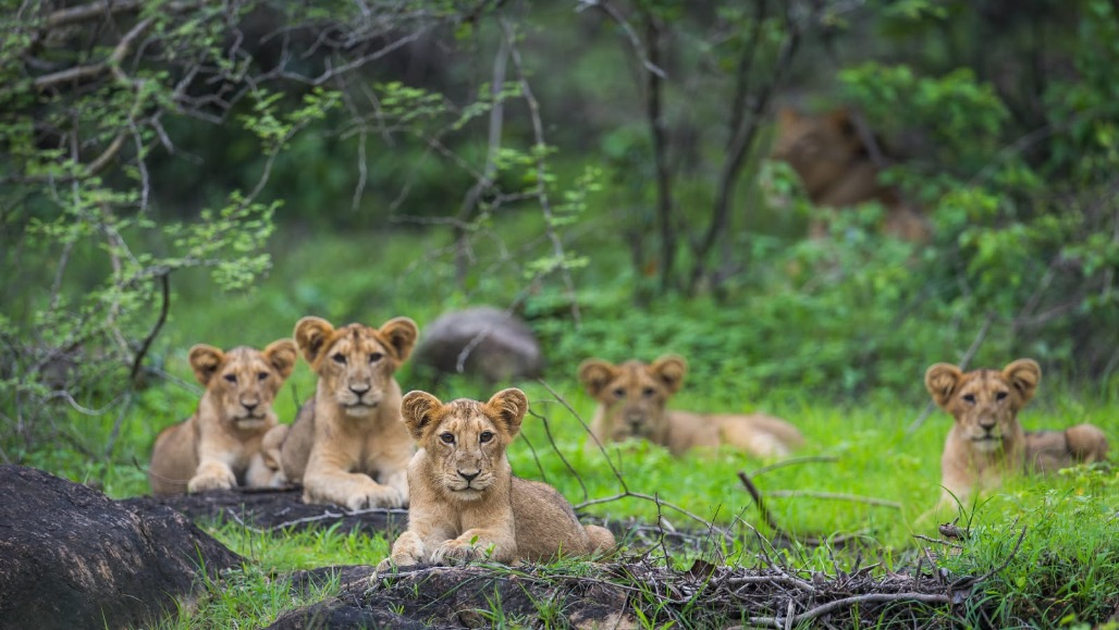 Gujarat Reorganises Porbandar Forest Division to Strengthen Barda Lion Relocation Plan