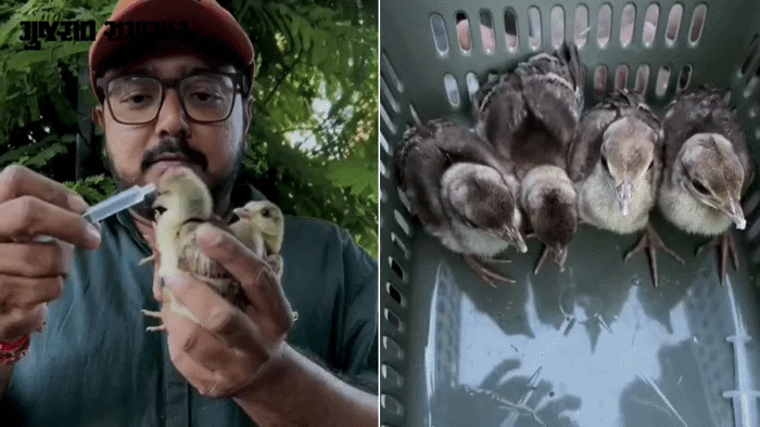 VIDEO: અમદાવાદના અસરવામાં માતાથી વિખૂટા પડેલા મોરના ચાર બચ્ચાંનું રેસ્ક્યૂ, પ્રાથમિક સારસંભાળ બાદ વન વિભાગને સોંપ્યા