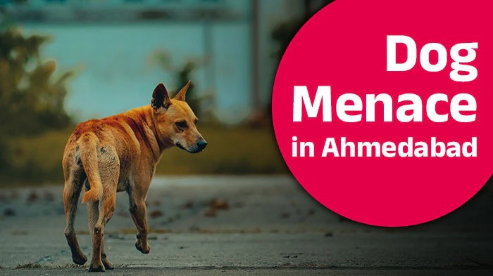 20 Dog Bite Complaints a Day, Proof in Only 2: AMC to Overhaul Stray Dog Policy