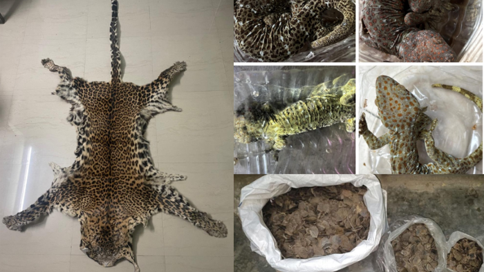DRI Cracks Down on Illegal Wildlife Trade: 13 Arrested as Leopard Pelts, Star Tortoises and Tiger Bones Seized