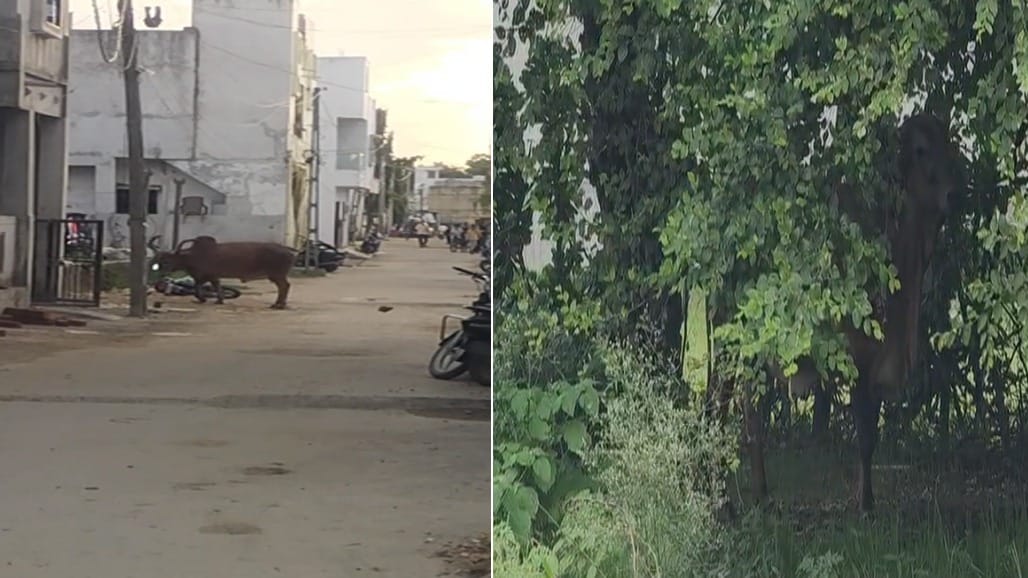 છોટા ઉદેપુરના બોડેલીમાં હડકલી ગાયનો આતંક