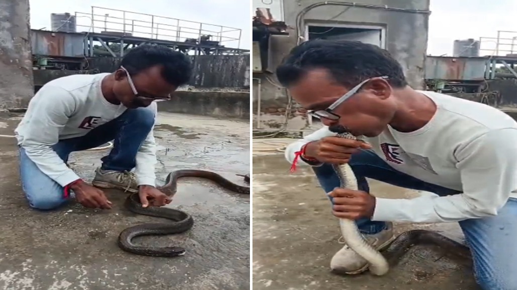 VIDEO: વાપી GIDCમાં જીવદયાપ્રેમીએ 5 ફૂટ લાંબા ઝેરી સાપને CPR આપી રેસ્ક્યુ કર્યુ