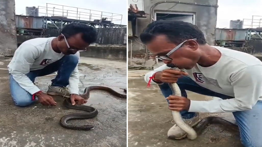 વાપી GIDCમાં રેડ સ્નેકનું રેસ્ક્યૂ