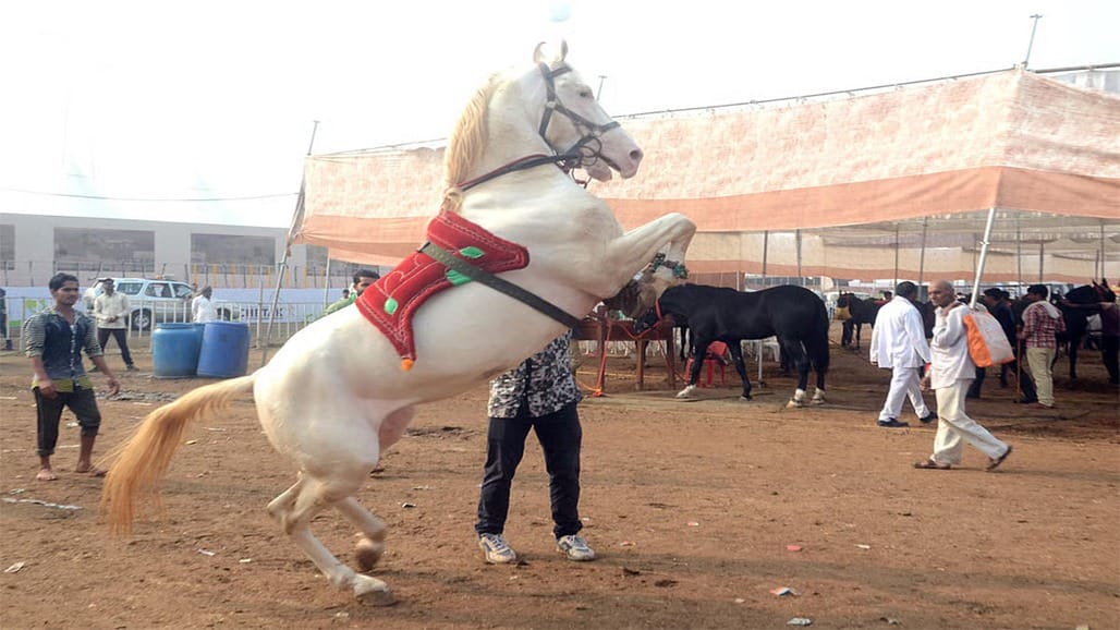 રાજસ્થાનમાં હોર્સ ટ્રેડિંગના ડરથી 10 હજાર વિજેતા ઉમેદવારો સુરક્ષિત સ્થળોએ બંધ