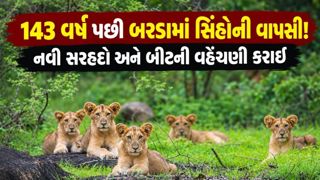 સિંહોના બીજા ઘર 'બરડા' માટે મોટો નિર્ણય, પોરબંદર વન વિભાગના વહીવટી માળખાની પુનઃરચના
