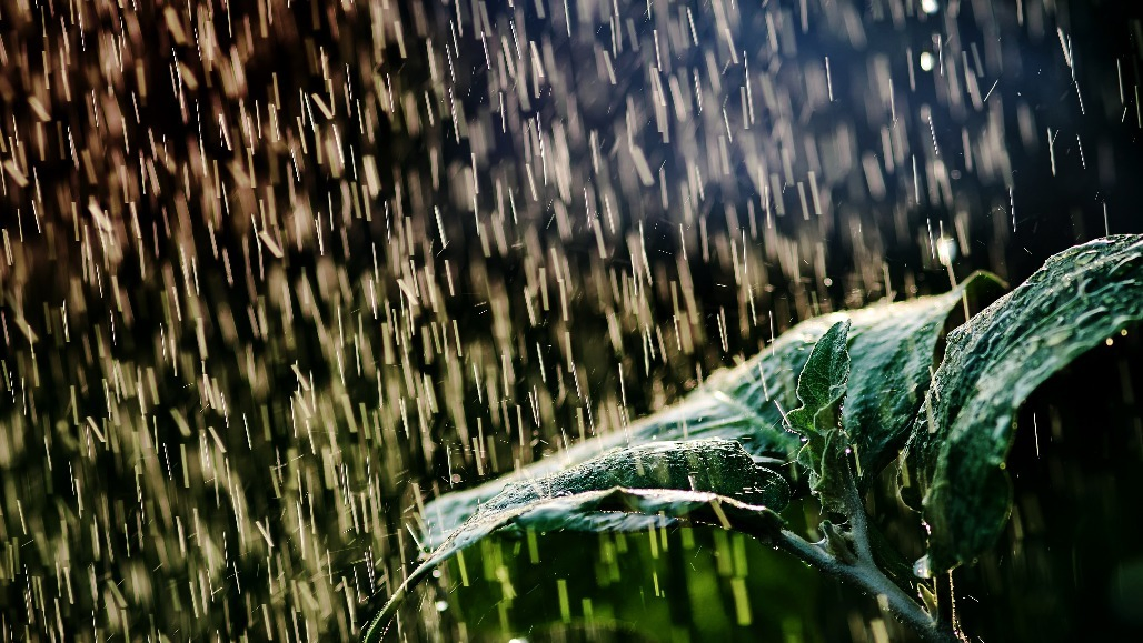 IMD Issues Red Alert as Heavy Rains Lash Gujarat; Farmers Rejoice as Crops Revive
