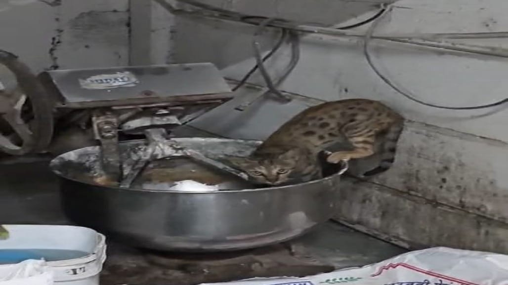 છાણી ભોજનાલયના લોટ મશીનમાં બિલાડી