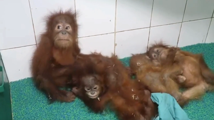 Five Baby Orangutans Found In Odisha Forest, Far From Their Natural Habitat; Smuggling Suspected