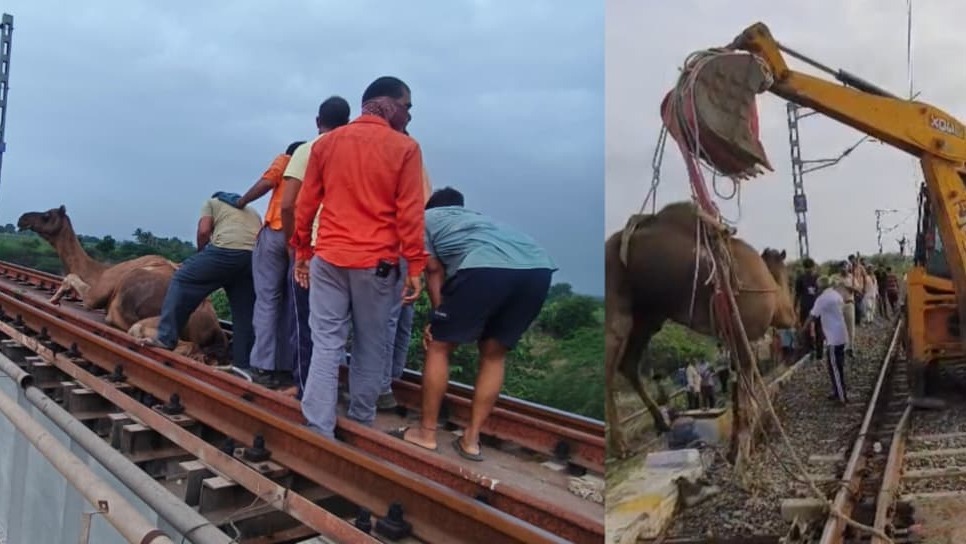 Alert Loco Pilot Prevents Major Train Disaster Near Vansjaliya Bridge as Camel Trapped on Track is Rescued