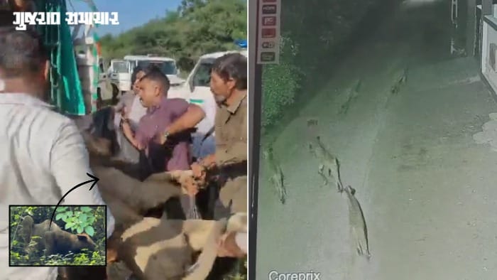 વનકર્મી પર હુમલા કરનાર સિંહ પાંજરે પુરાયો