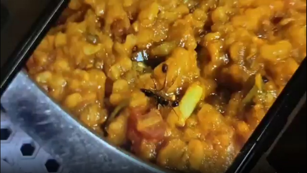 વડોદરામાં વઘારેલી ખીચડીમાંથી મૃત મકોડા નીકળતાં કિસ્મત કાઠિયાવાડી હોટલ વિવાદમાં