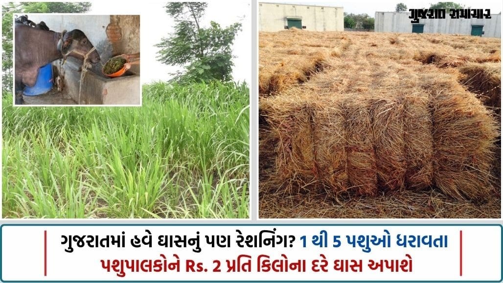 ગુજરાતના અછતગ્રસ્ત 4 જિલ્લાના પશુપાલકોને રાહત દરે અપાશે ઘાસ