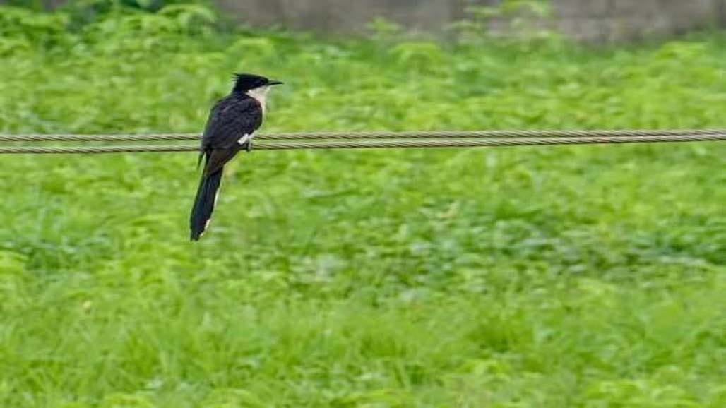 ચાતક પક્ષી હવે મુંબઈમાંથી અદ્રશ્ય