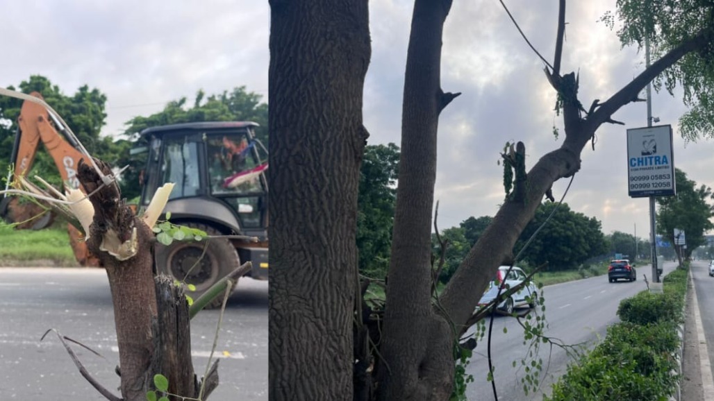Trees Trimmed To Make Advertisement Boards Visible In Ahmedabad, Sparks Row