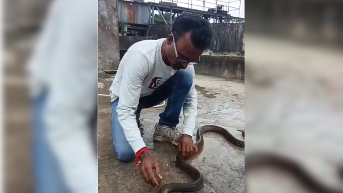 Snake Rescued After Being Rendered Unconscious by Chemical Water in Vapi