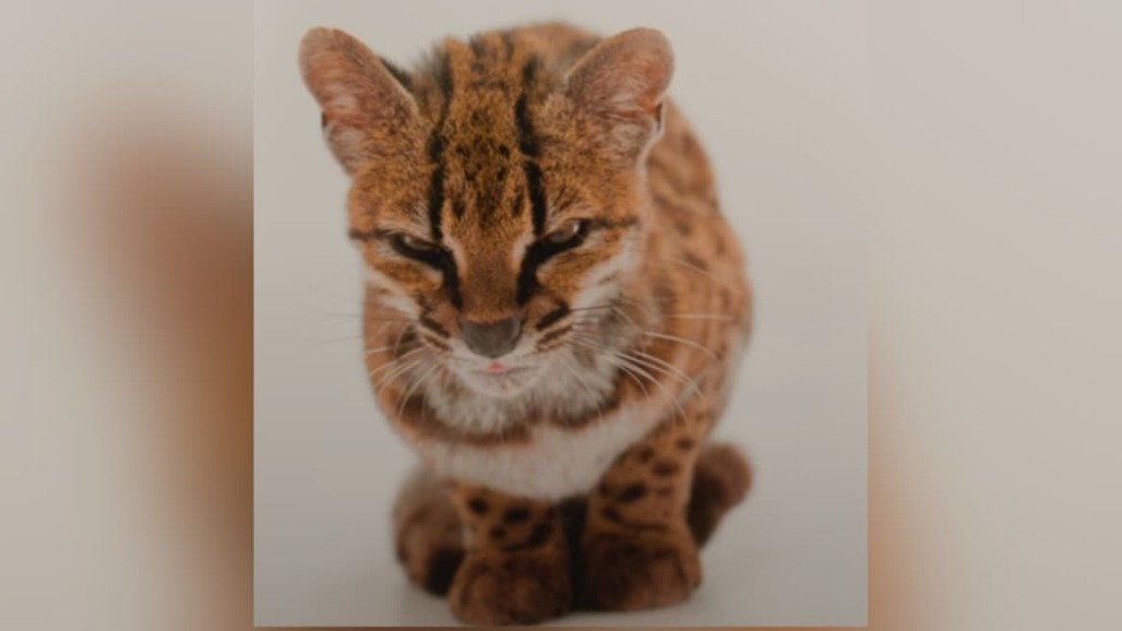 New Wild Cat Species Discovered in Bolivia After More Than a Century — But It May Already Be at Risk