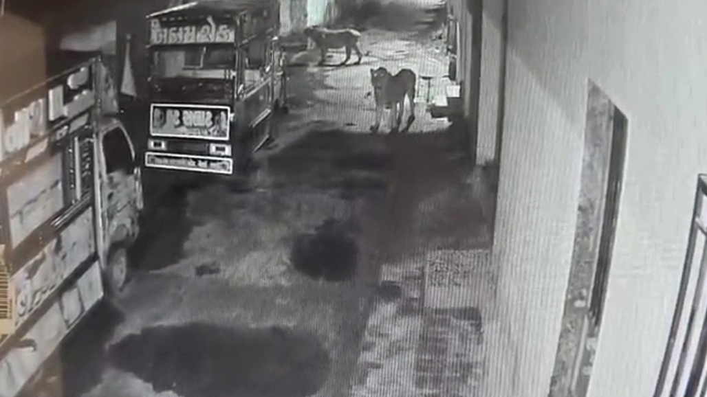 VIDEO: અમરેલીના ખાંભાના રહેણાંક વિસ્તારમાં 2 સિંહોના આંટાફેરા, 5 પશુઓનું મારણ કર્યું