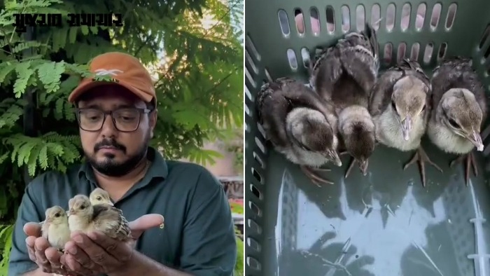 VIDEO: અમદાવાદના અસરવામાં માતાથી વિખૂટા પડેલા મોરના ચાર બચ્ચાંનું રેસ્ક્યૂ, પ્રાથમિક સારસંભાળ બાદ વન વિભાગને સોંપ્યા