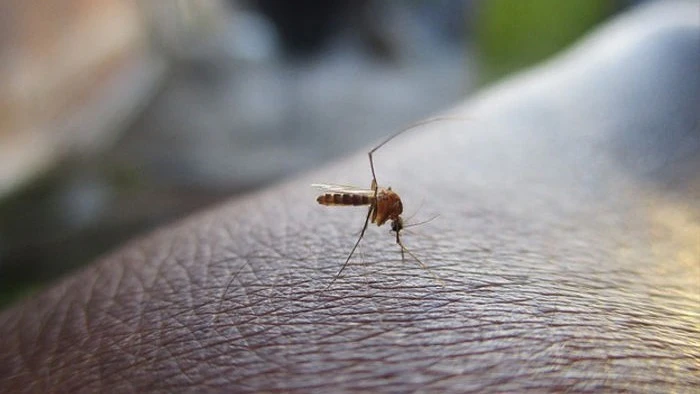 Ahmedabad Records 57 Dengue Cases In 6 Days; AMC Fines 139 Units ₹3.49 Lakh