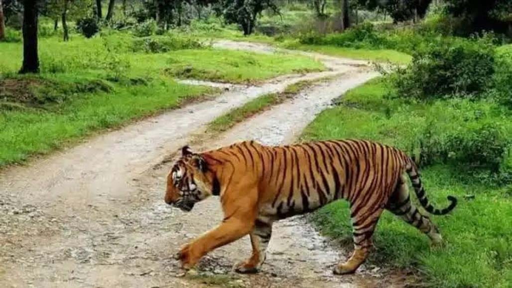 મહારાષ્ટ્રમાં એક વાઘ ૪૦૦ કિલોમીટર પ્રવાસ કરીને ધારાશિવ પહોંચ્યો