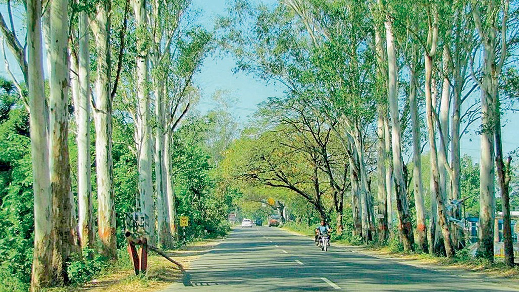 એક અદ્ભૂત વૃક્ષ નીલગીરી