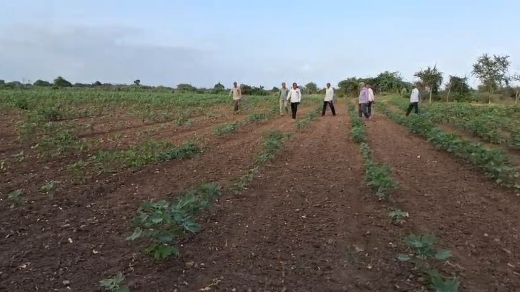 સૌરાષ્ટ્રમાં વરસાદ ખેંચાતાં ખેડૂતો પર સંકટ: કૂવાના તળિયા દેખાયા, મગફળી-કપાસના પાક જોખમમાં