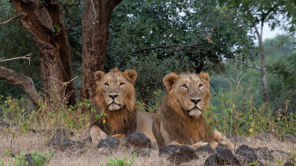 DEATH SURGE IN BIG CATS: Deadly Diseases Claim 62 Asiatic Lions in Gujarat in Single Year