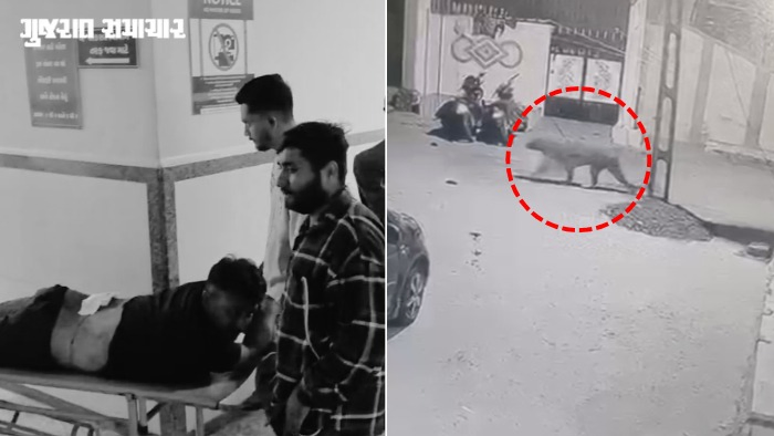 VIDEO| અમરેલી: બગસરામાં વનકર્મી પર સિંહનો હુમલો, ધારીની સોસાયટીમાં ઘૂસ્યો દીપડો, સ્થાનિકોમાં ભય