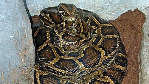 Florida Researchers Develop DNA Test To Detect Four Invasive Snakes, Including Burmese Pythons 1
