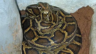 Florida Researchers Develop DNA Test To Detect Four Invasive Snakes, Including Burmese Pythons 1 Florida Researchers Develop DNA Test To Detect Four Invasive Snakes, Including Burmese Pythons 1