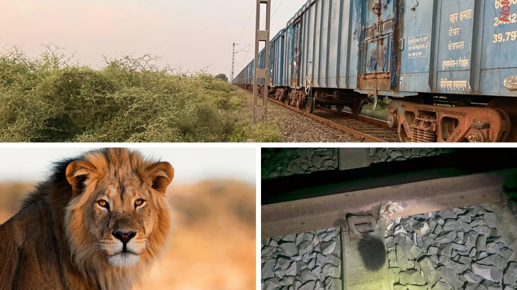 Asiatic Lion Injured in Train Collision in Amreli, Forest Department Launches Search