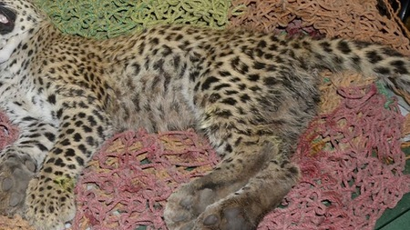 Kuno Cheetah Killing: Six Forest Officials Suspended, Two Arrested; Centre Sends High-Level Team