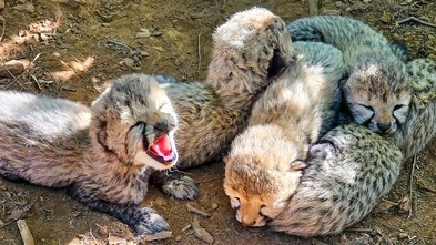 Cheetah Asha’s 8-Month-Old Cub Found Dead at Kuno, India’s Population Falls to 59