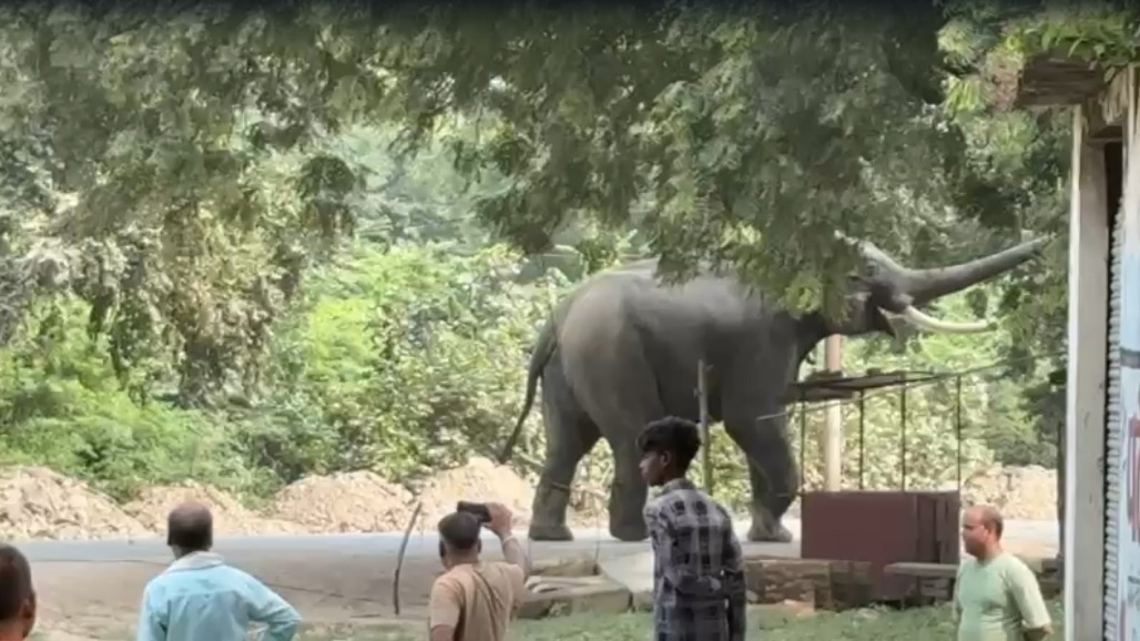 Over 200 Police Personnel Deployed in Varanasi as Berserk Elephant Attacks Mahout