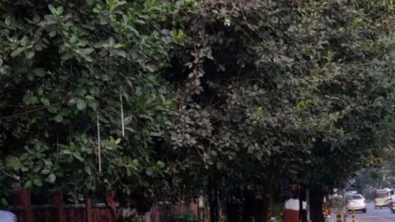 Over 100 Trees Uprooted at Ahmedabad’s Asarwa Civil Hospital Campus, Including Saplings Planted After Plane Crash