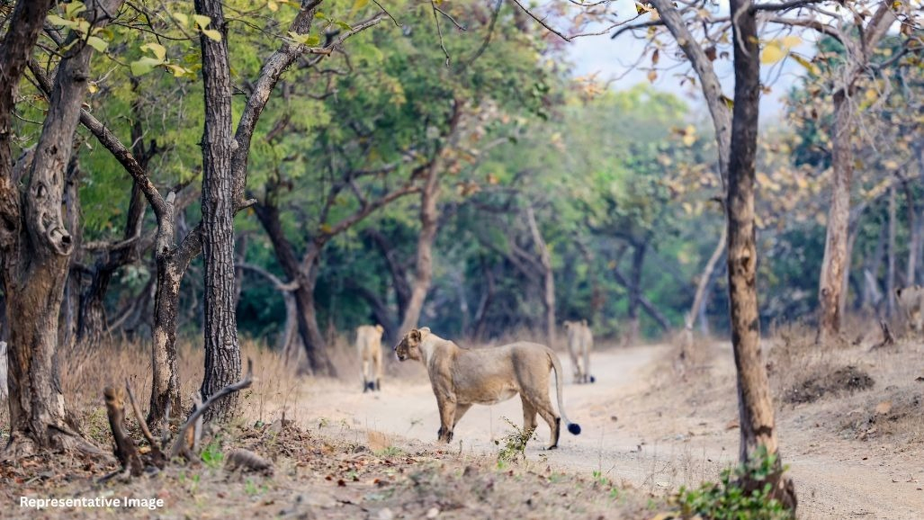 સાસણ ગીરના જંગલોમાં જળસંકટની ભીતિ, વન્યપ્રાણીઓ સામે જીવનું જોખમ, નદી-નાળા ખાલીખમ