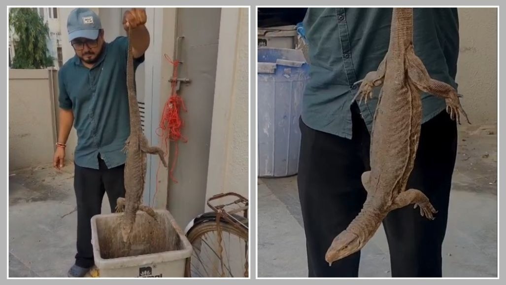 3-Foot-Long Monitor Lizard Rescued in Ahmedabad’s Bodakdev After Locals Panic