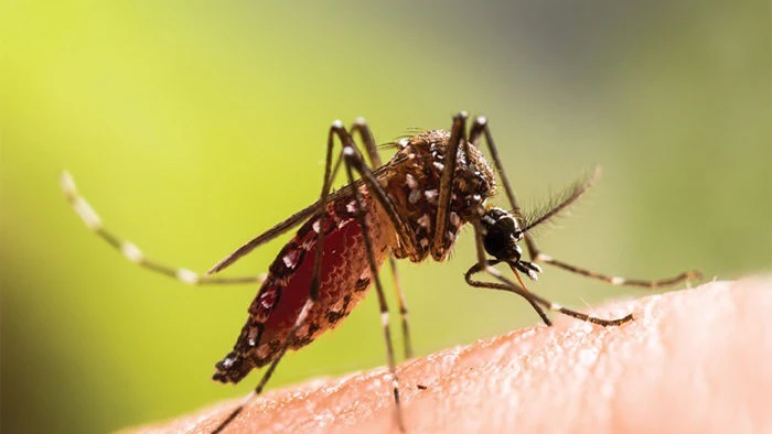 Dengue Cases Double in Ahmedabad, 756 Reported in September; Nine-Month Total Reaches 1,344